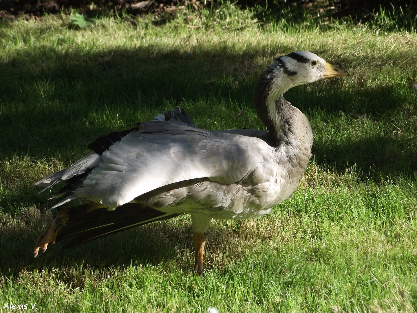 Bar-headed Goose - Zooparc de Beauval - 08/2022