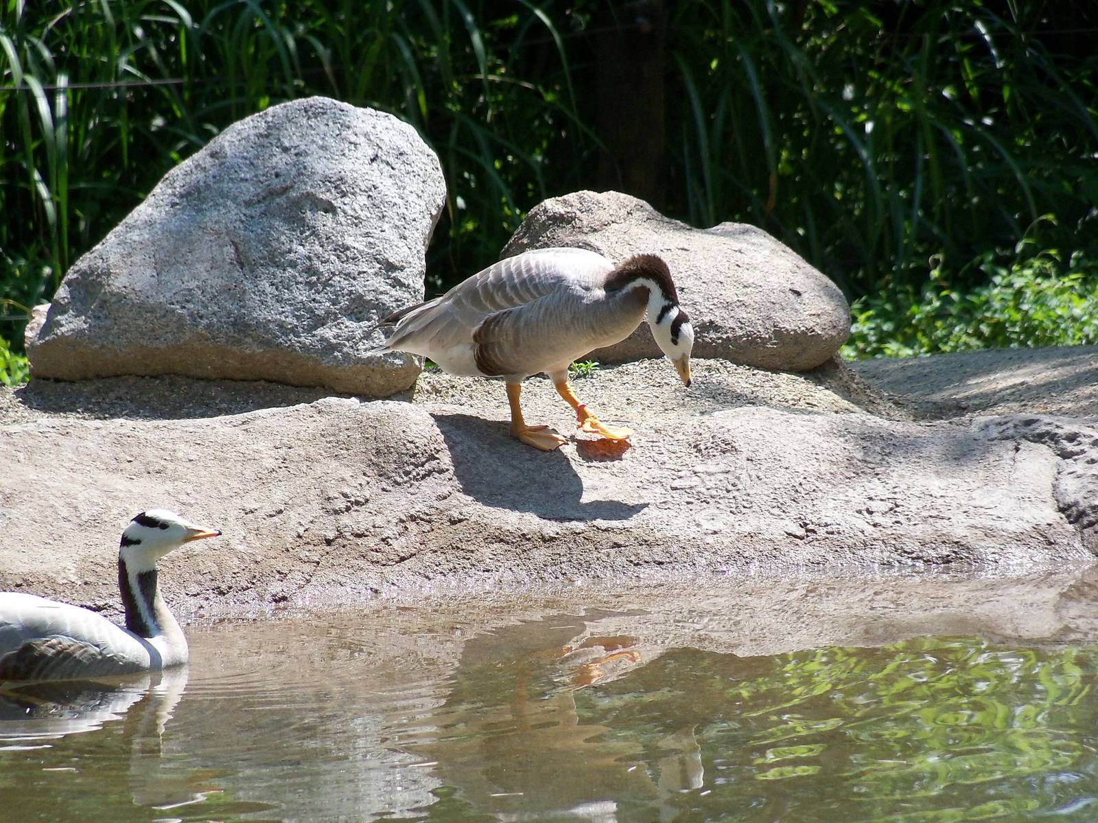 Bar-headed Goose
