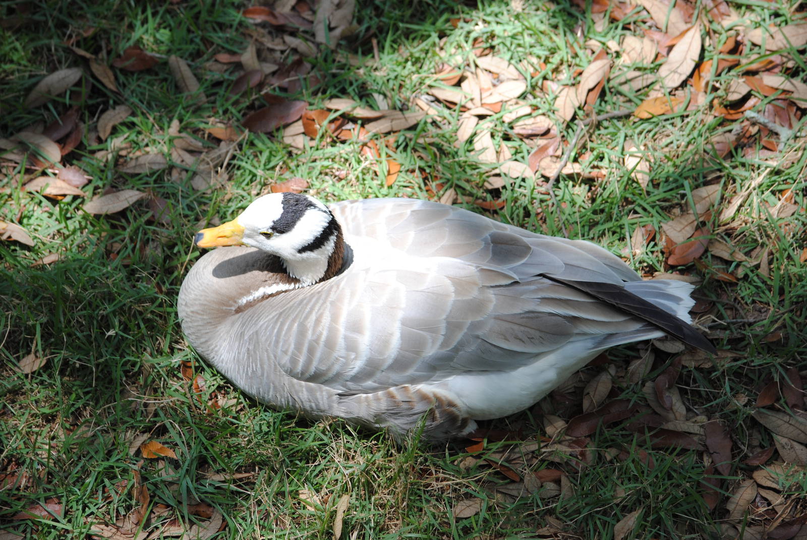 Bar-headed Goose