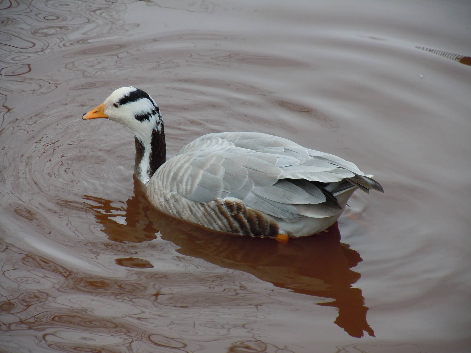 Bar-headed goose