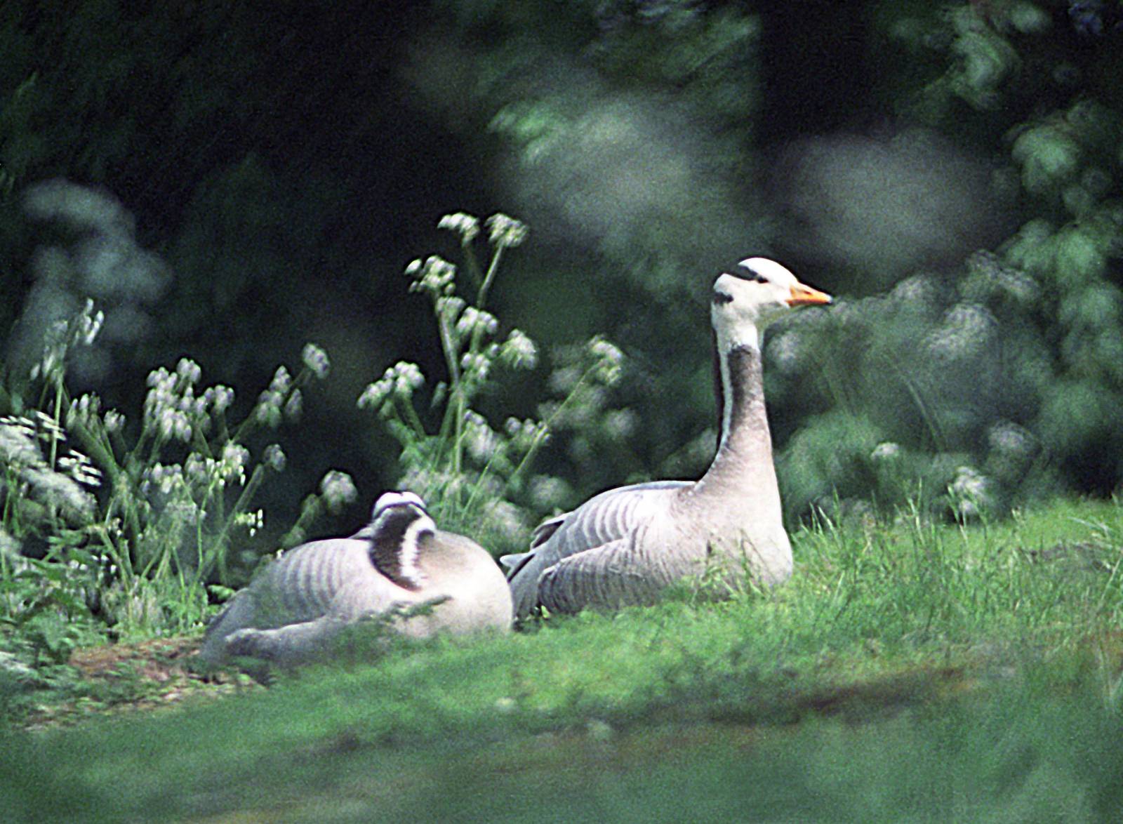 Bar-headed goose