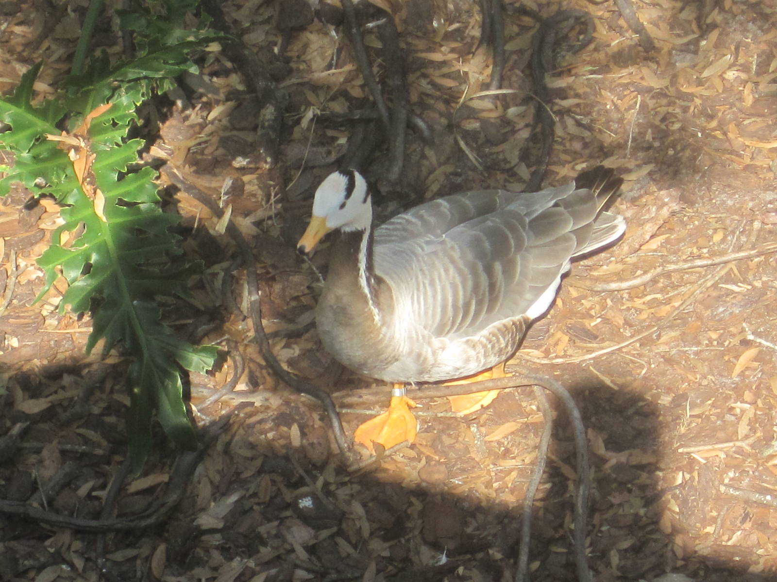 Bar-Headed Goose