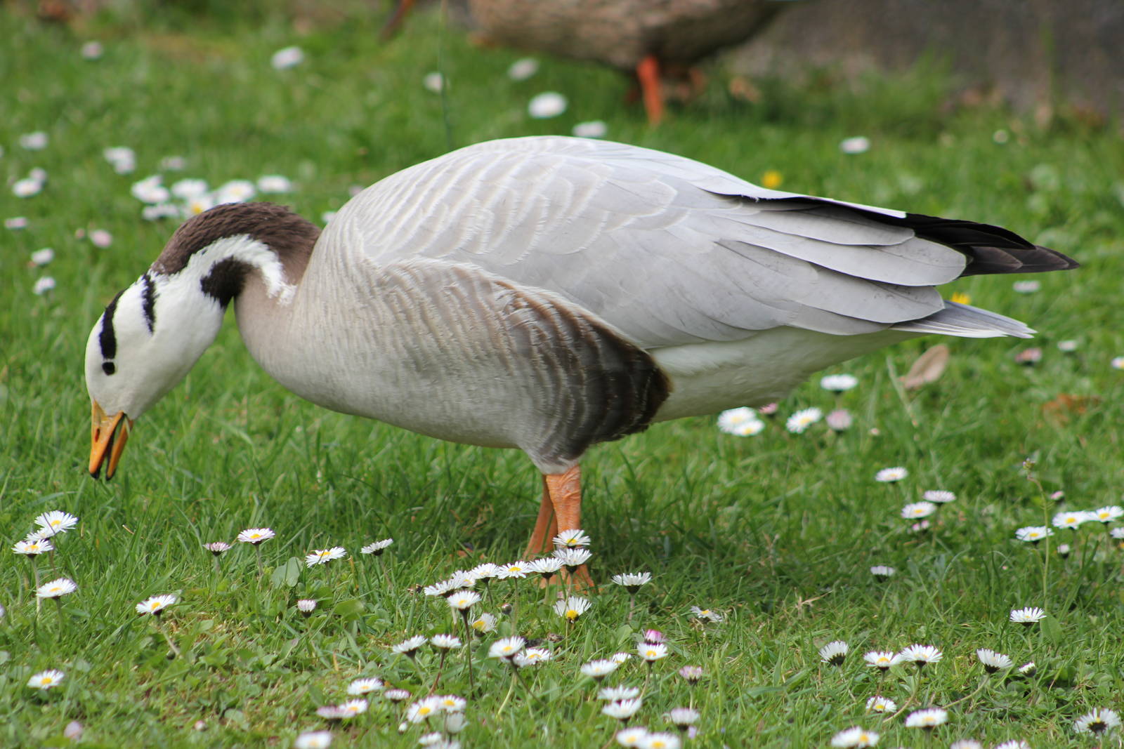 Bar-headed goose