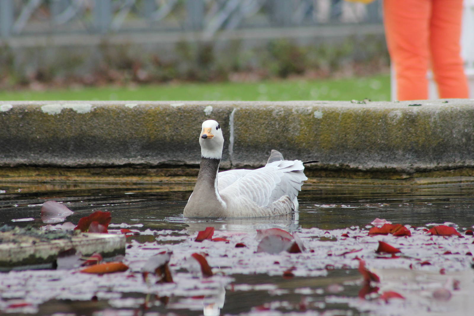Bar-headed goose