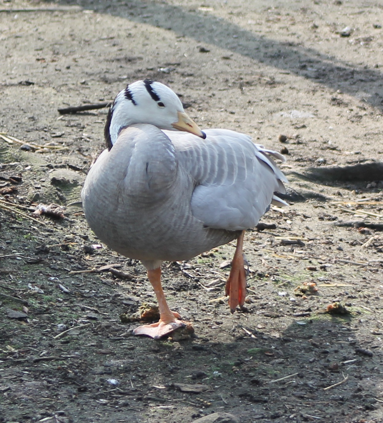 Bar-headed goose