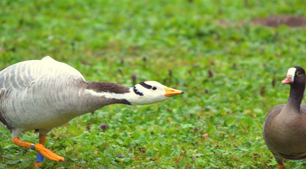 bar headed goose