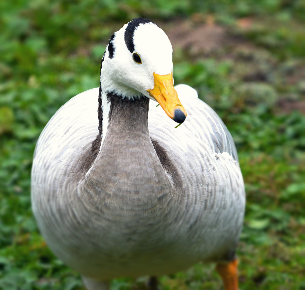 bar headed goose