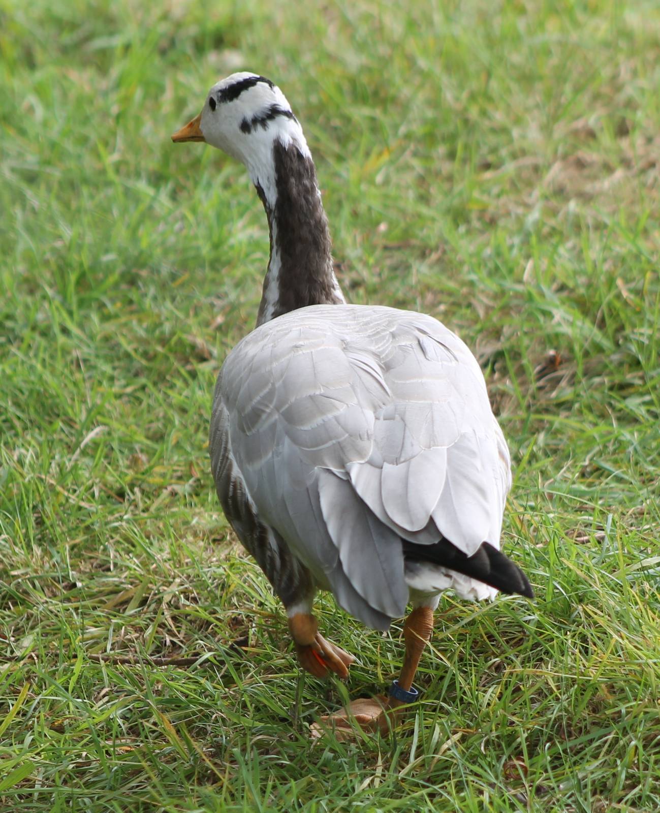 Bar-headed goose