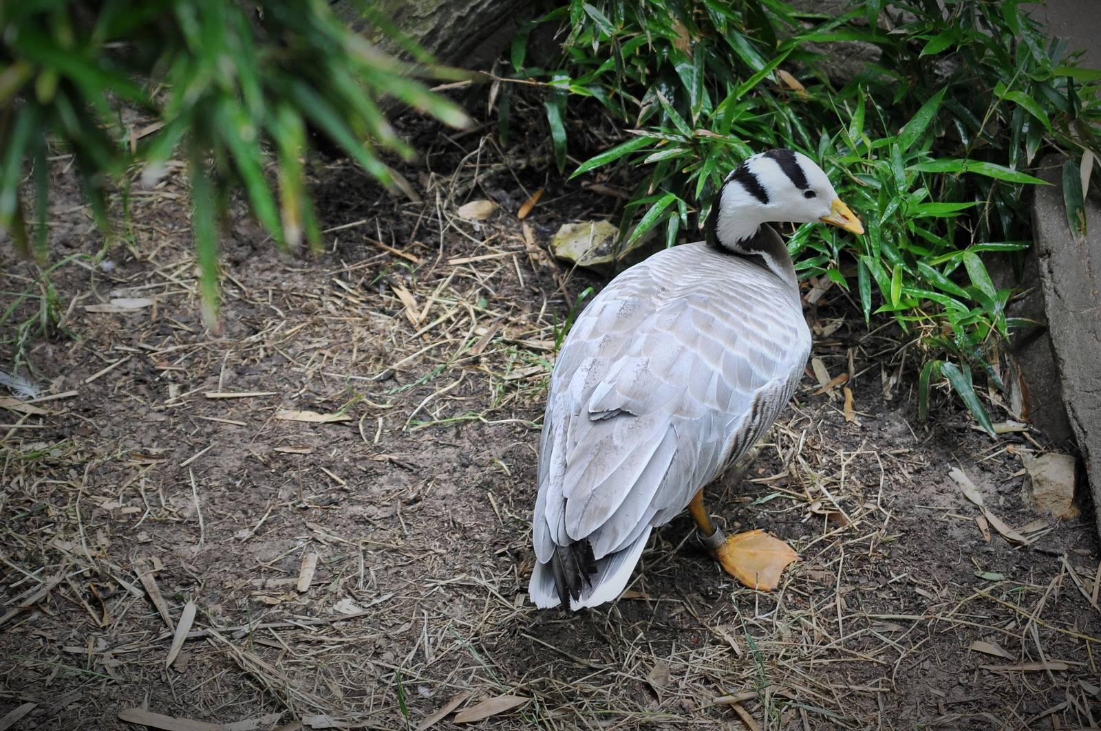 Bar-headed Goose
