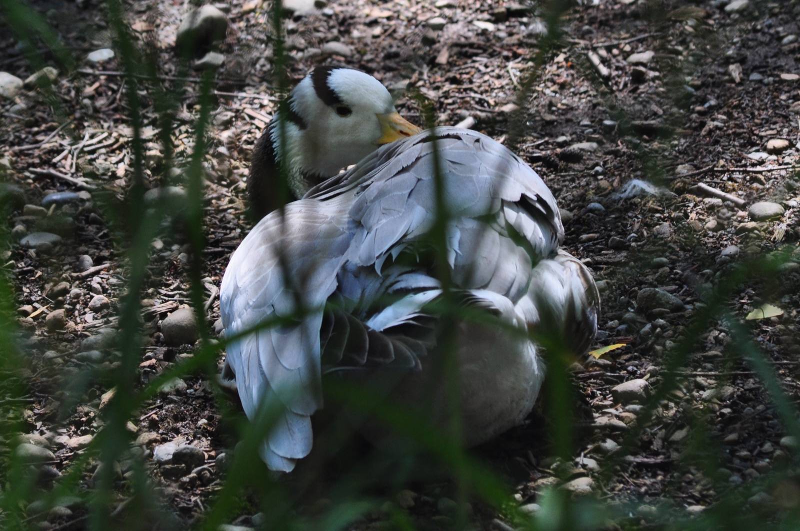 Bar-headed Goose