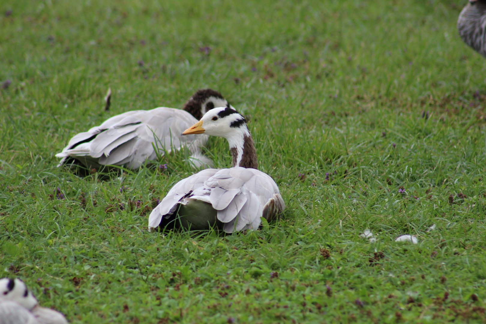 Bar-Headed Goose