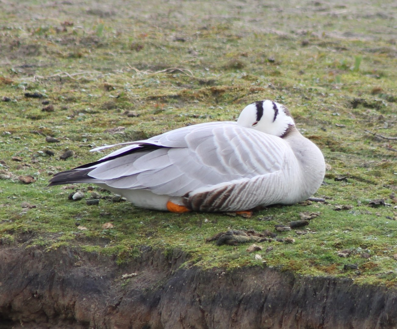 Bar-headed goose