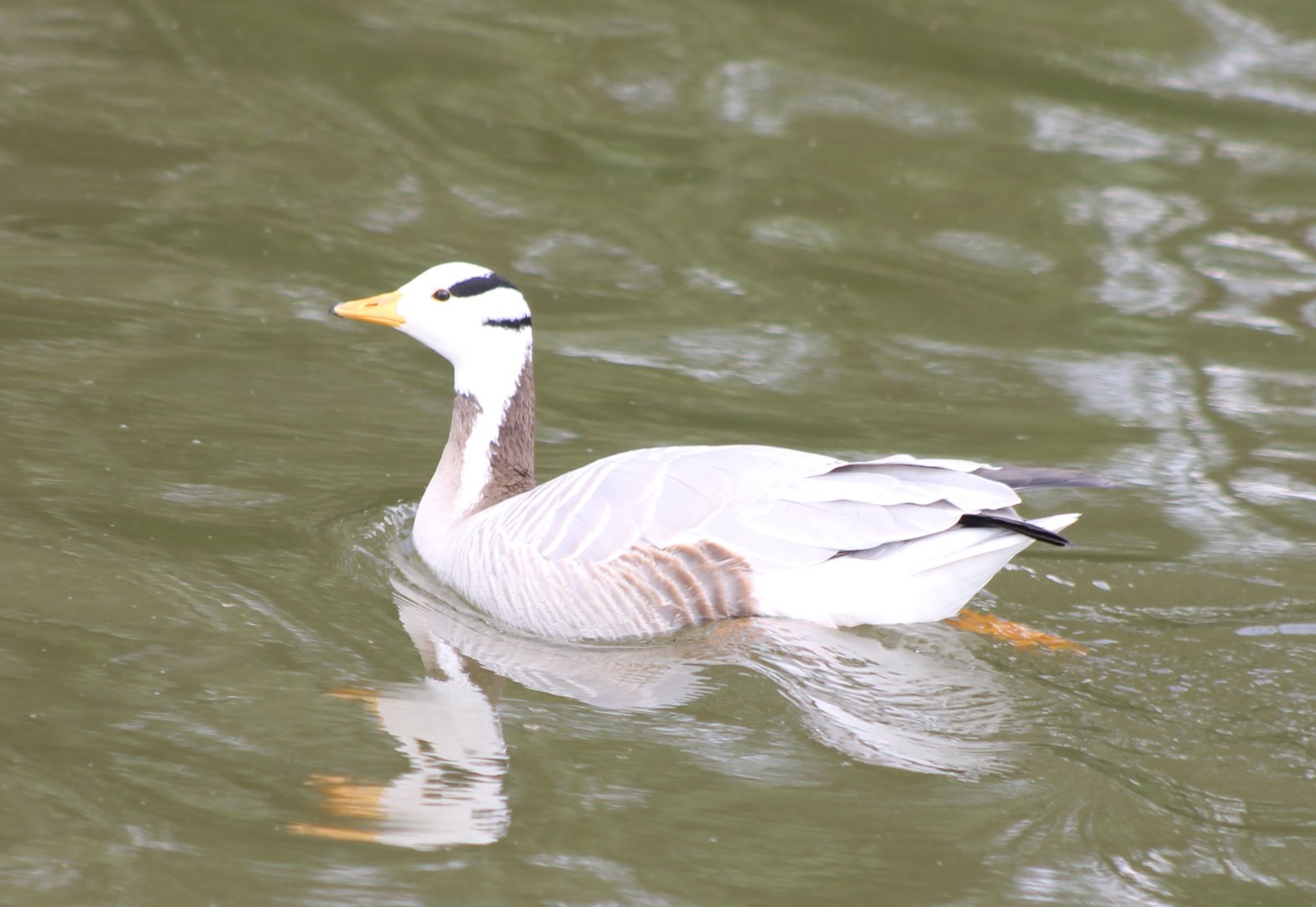 Bar-headed goose