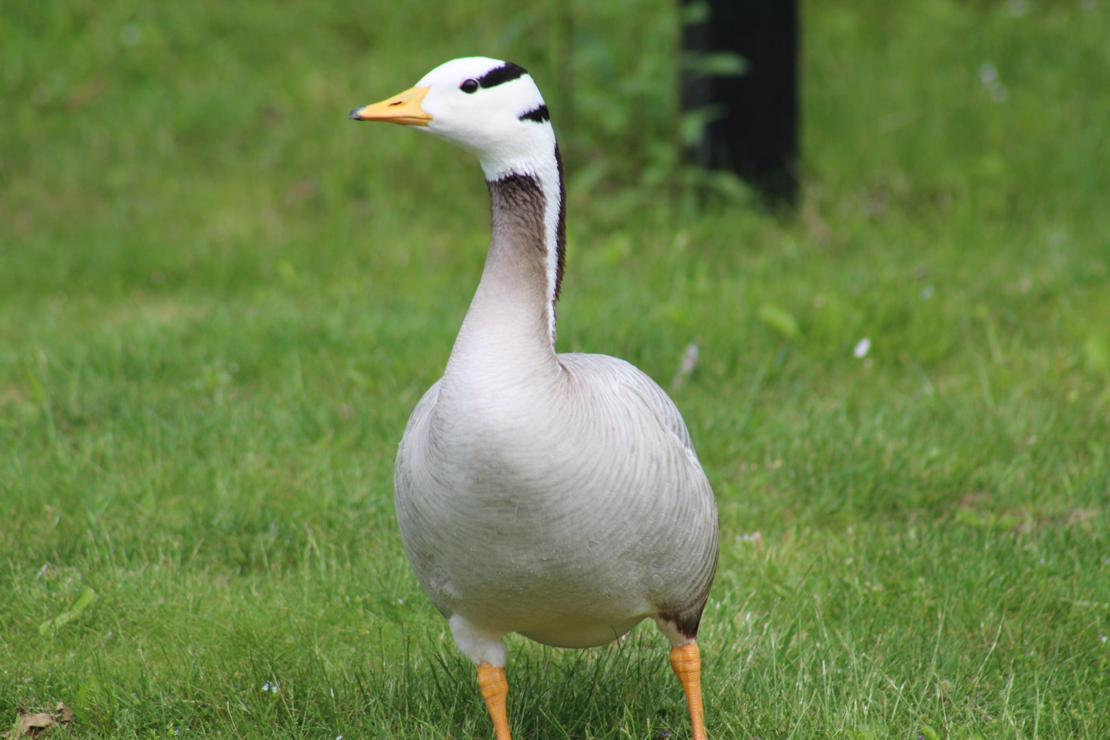 Bar-Headed Goose