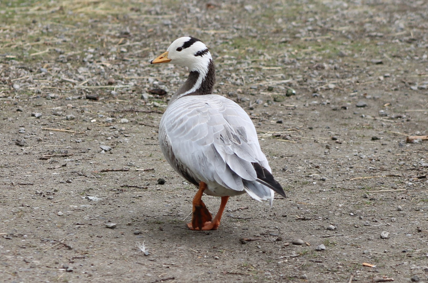 Bar-headed goose