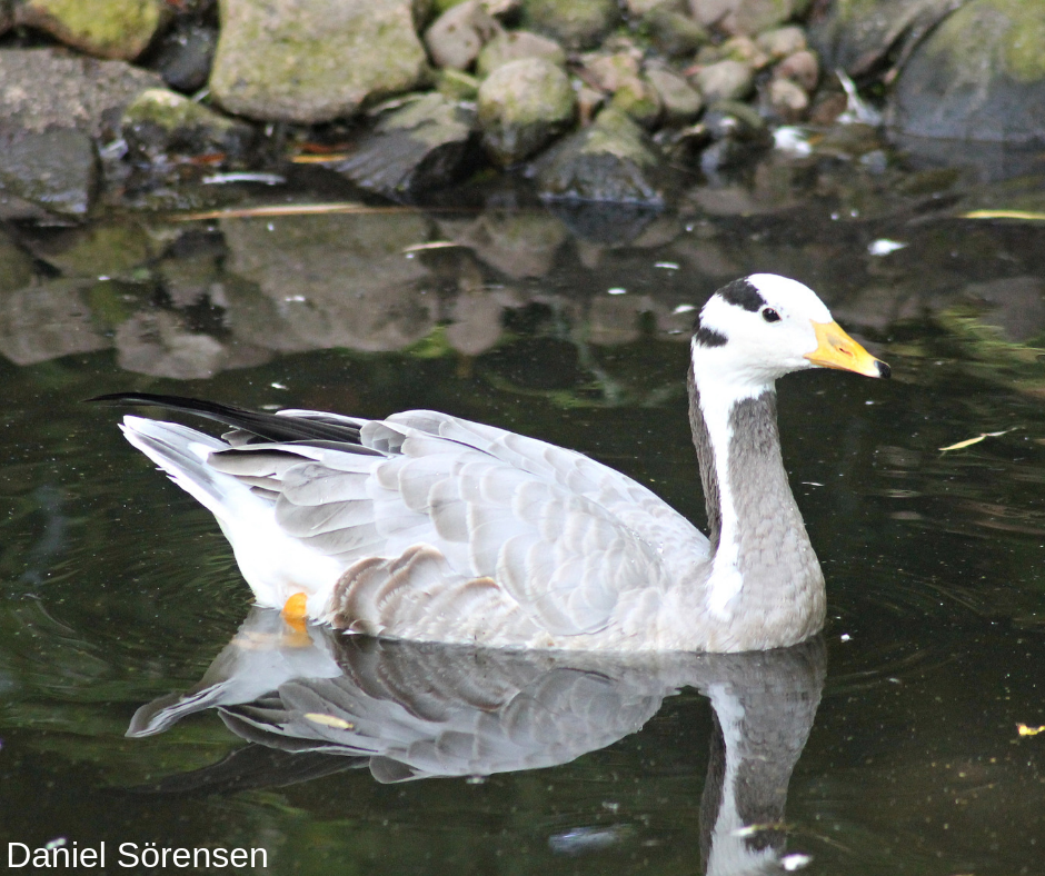 Bar-headed goose