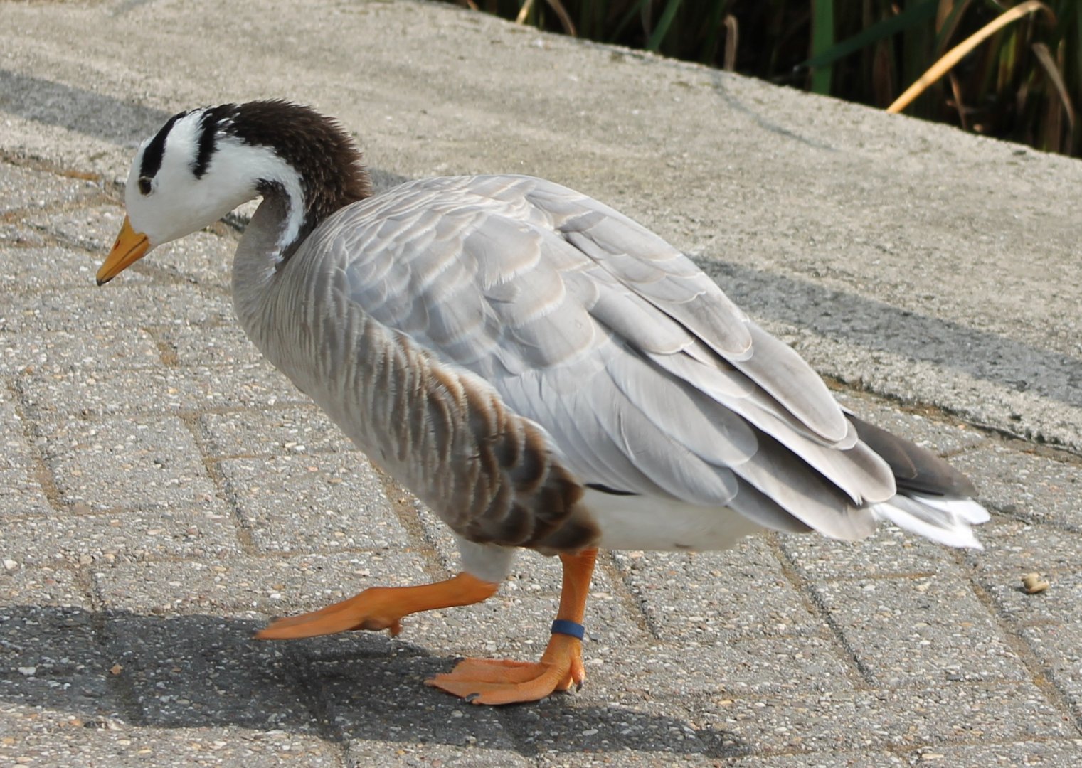 Bar-headed goose