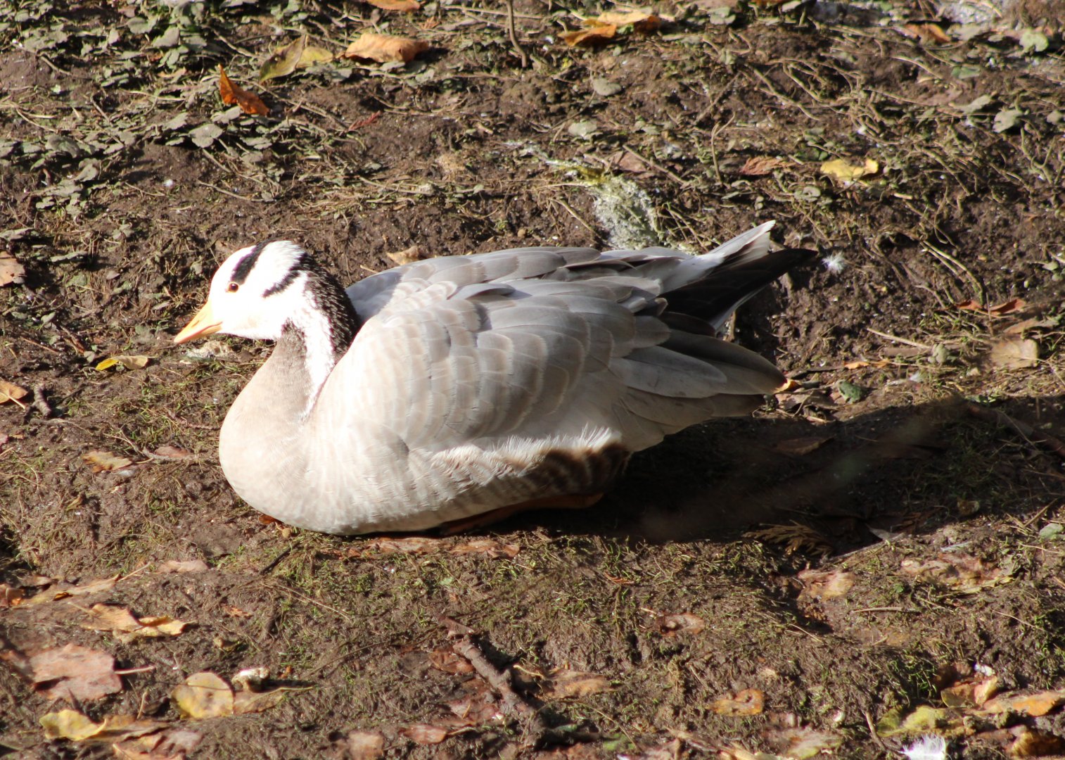 Bar-headed goose