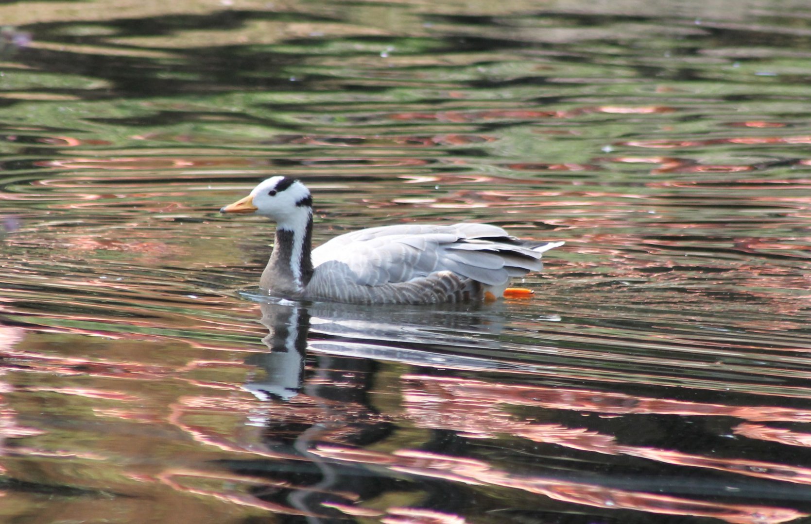 Bar-headed goose