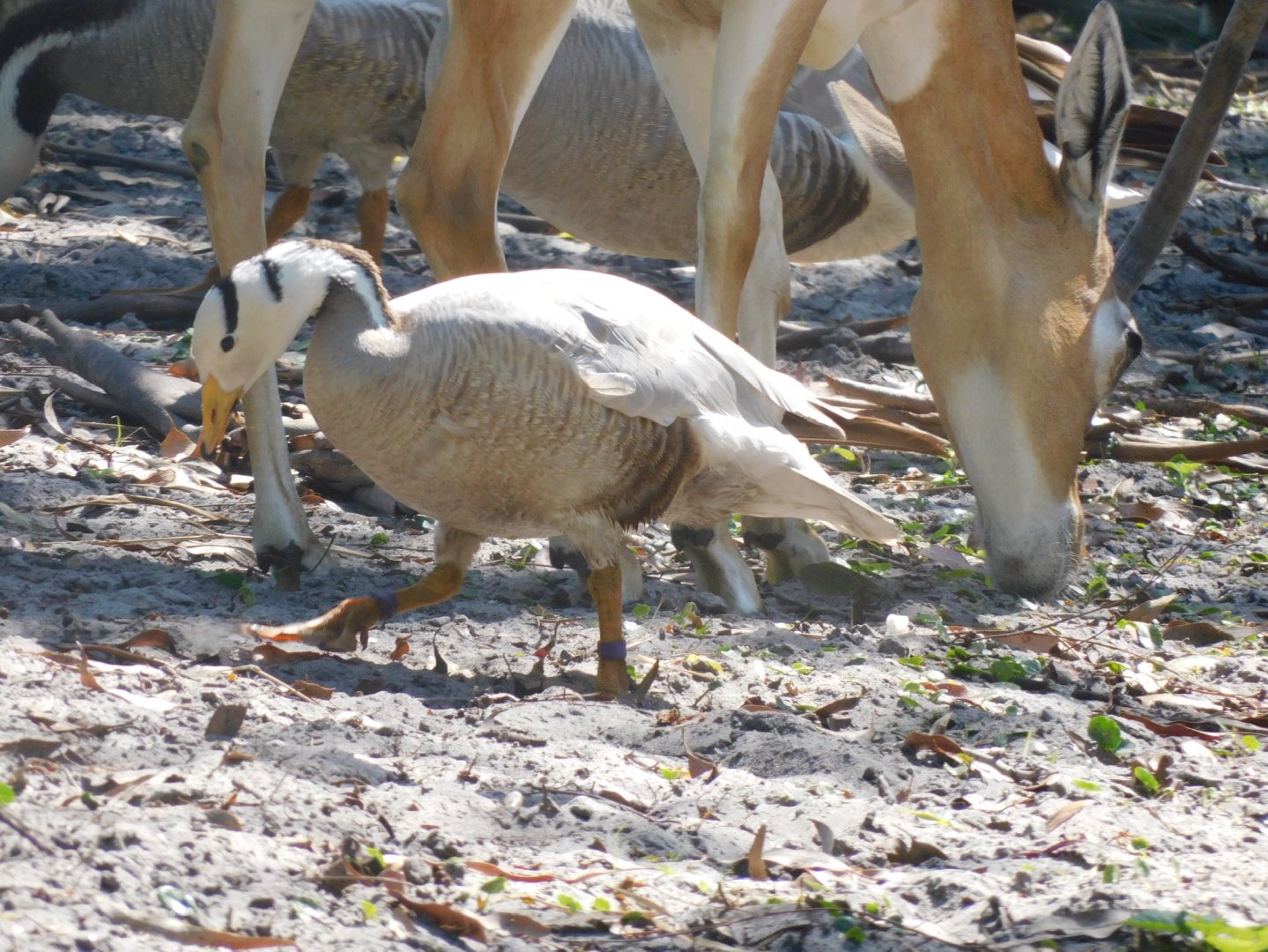 bar headed goose