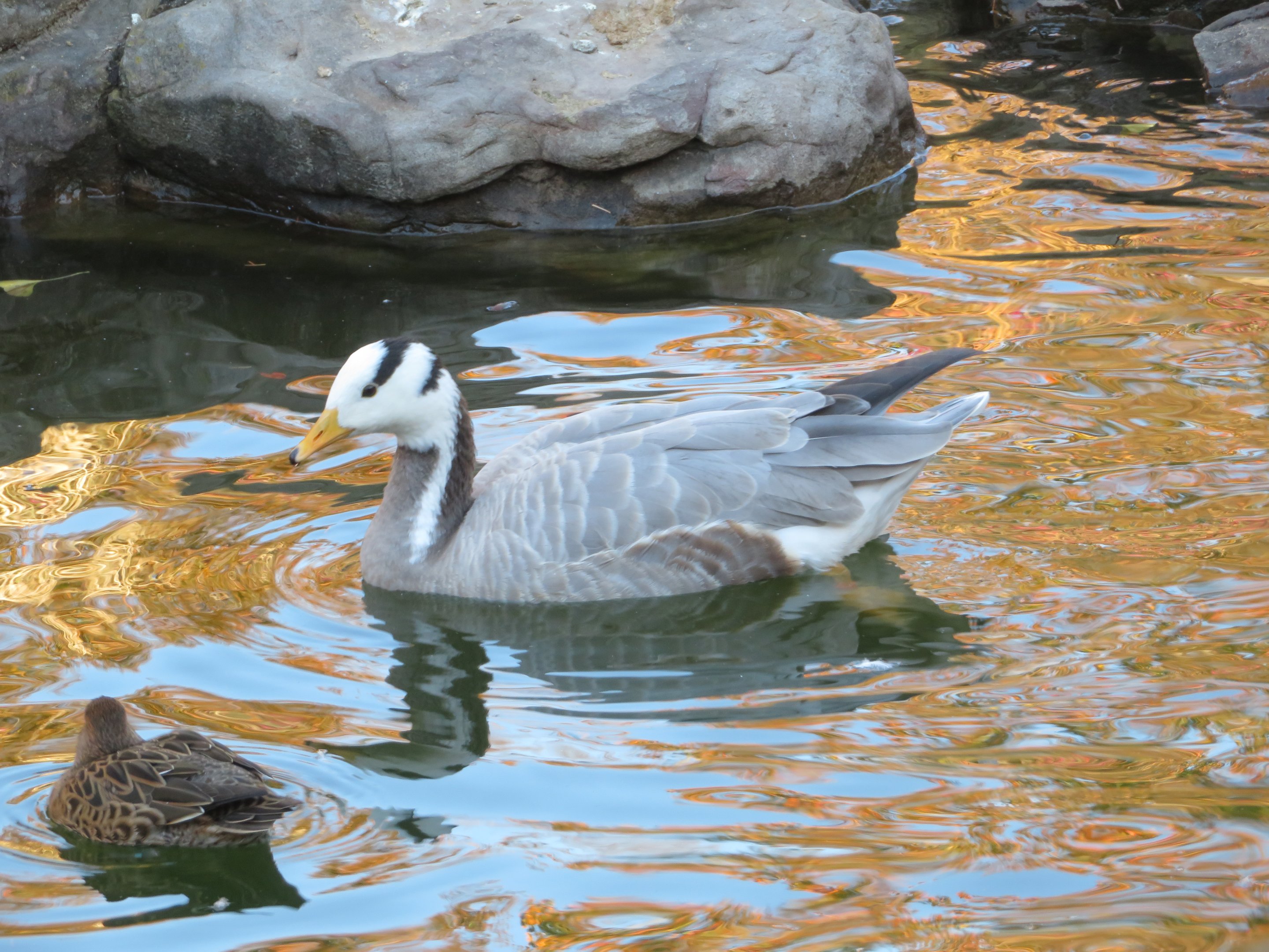 Bar-headed Goose