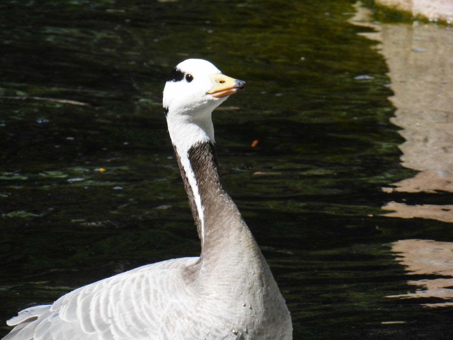 Bar headed goose