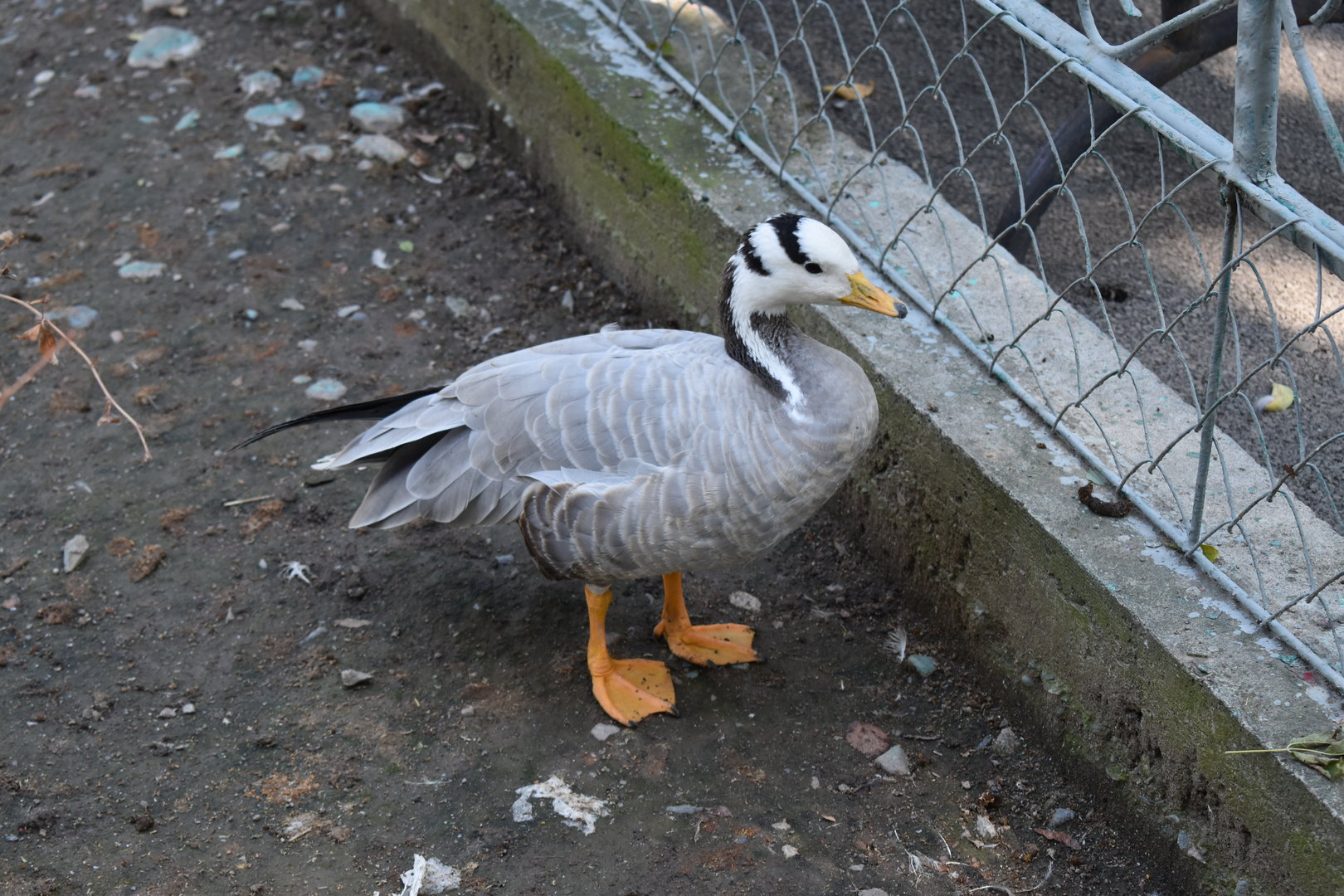 Bar-headed goose