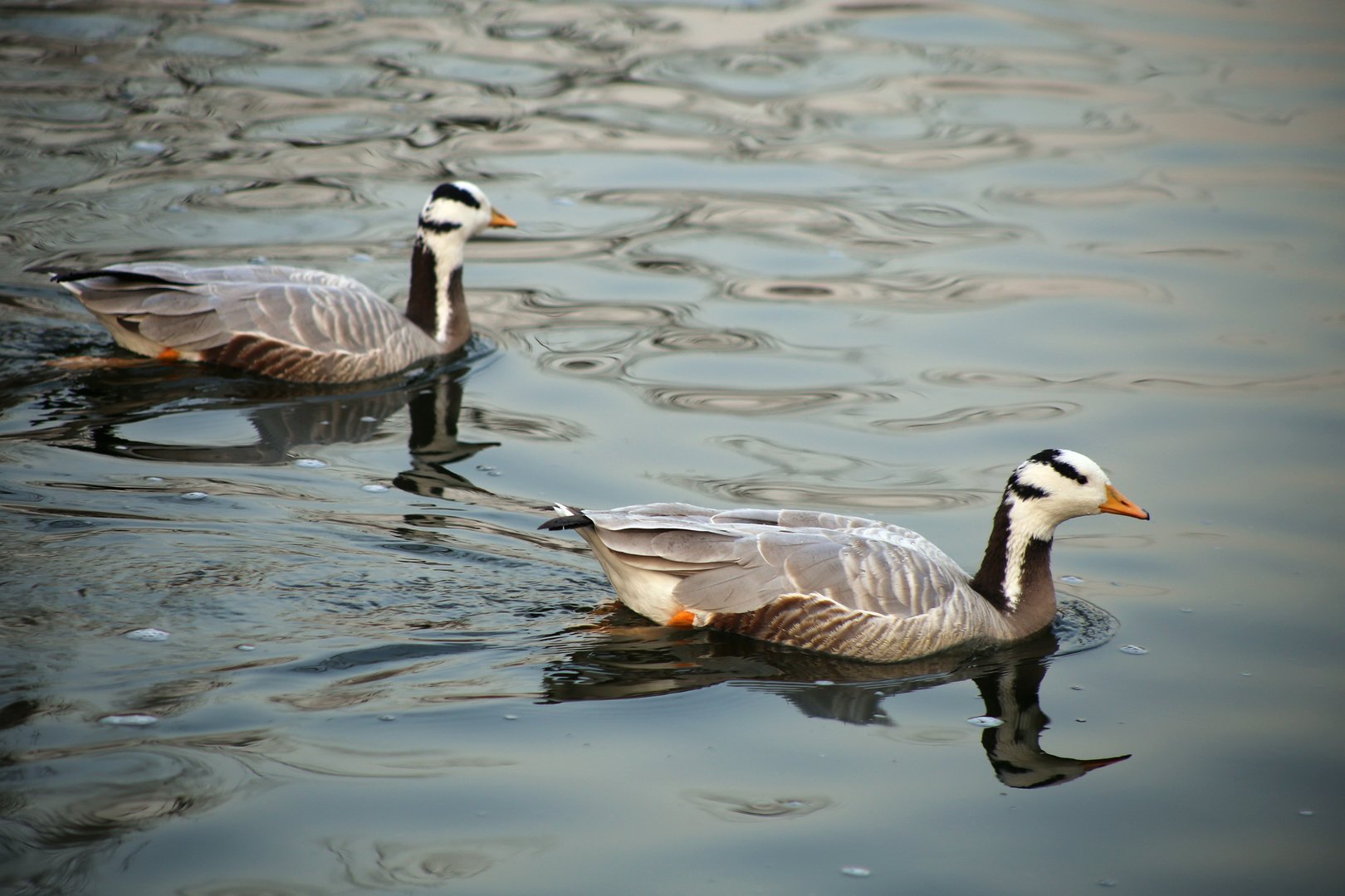 Bar-headed Goose