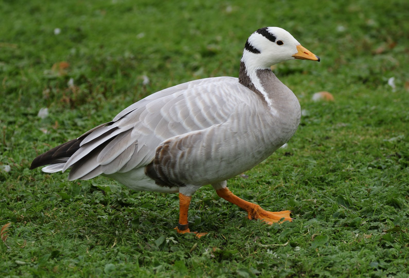 Bar-headed Goose