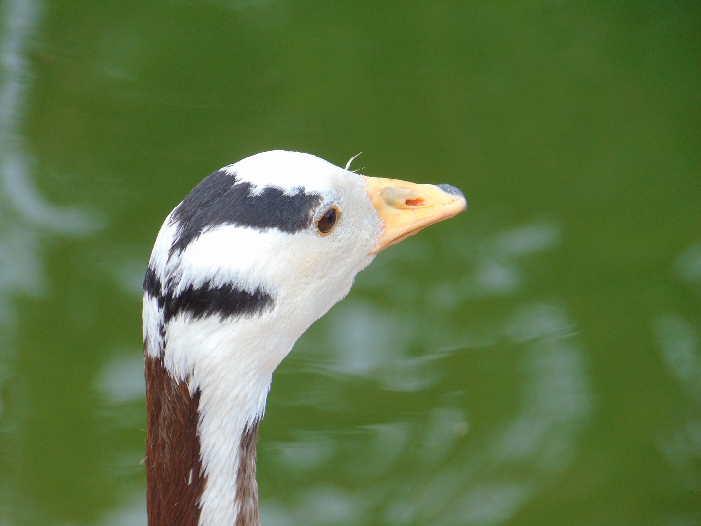 Bar-headed Goose