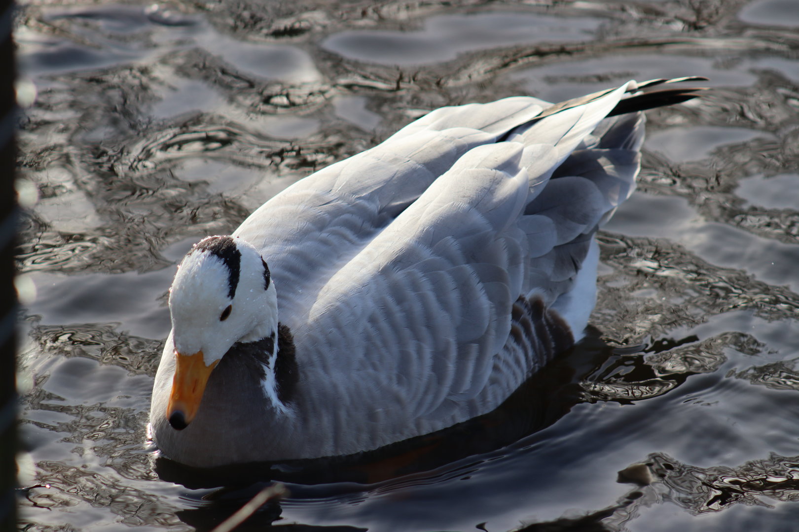 Bar-headed goose