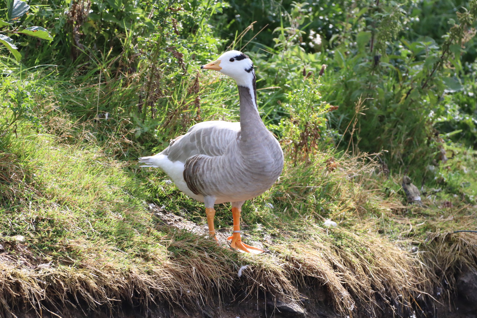 Bar-headed Goose