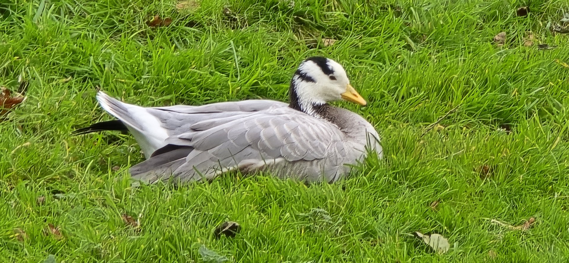 Bar headed goose