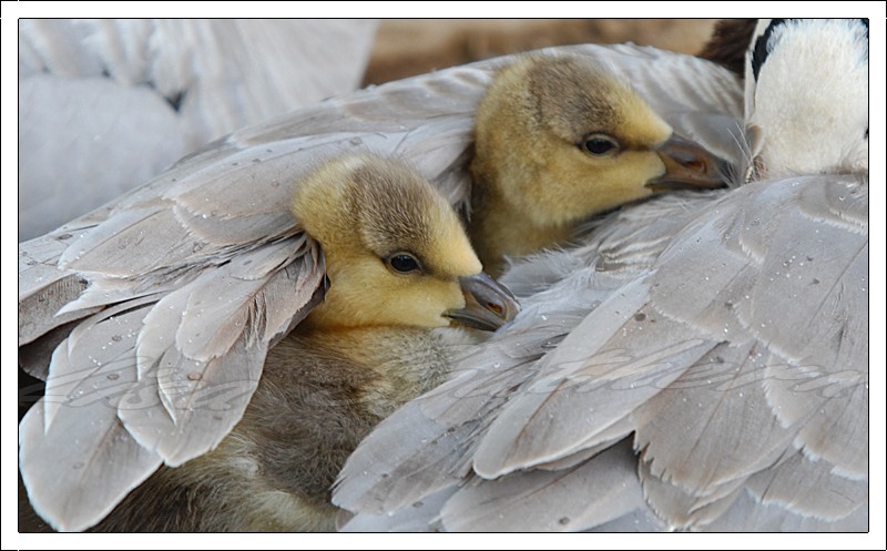 Bar Headed Goslings