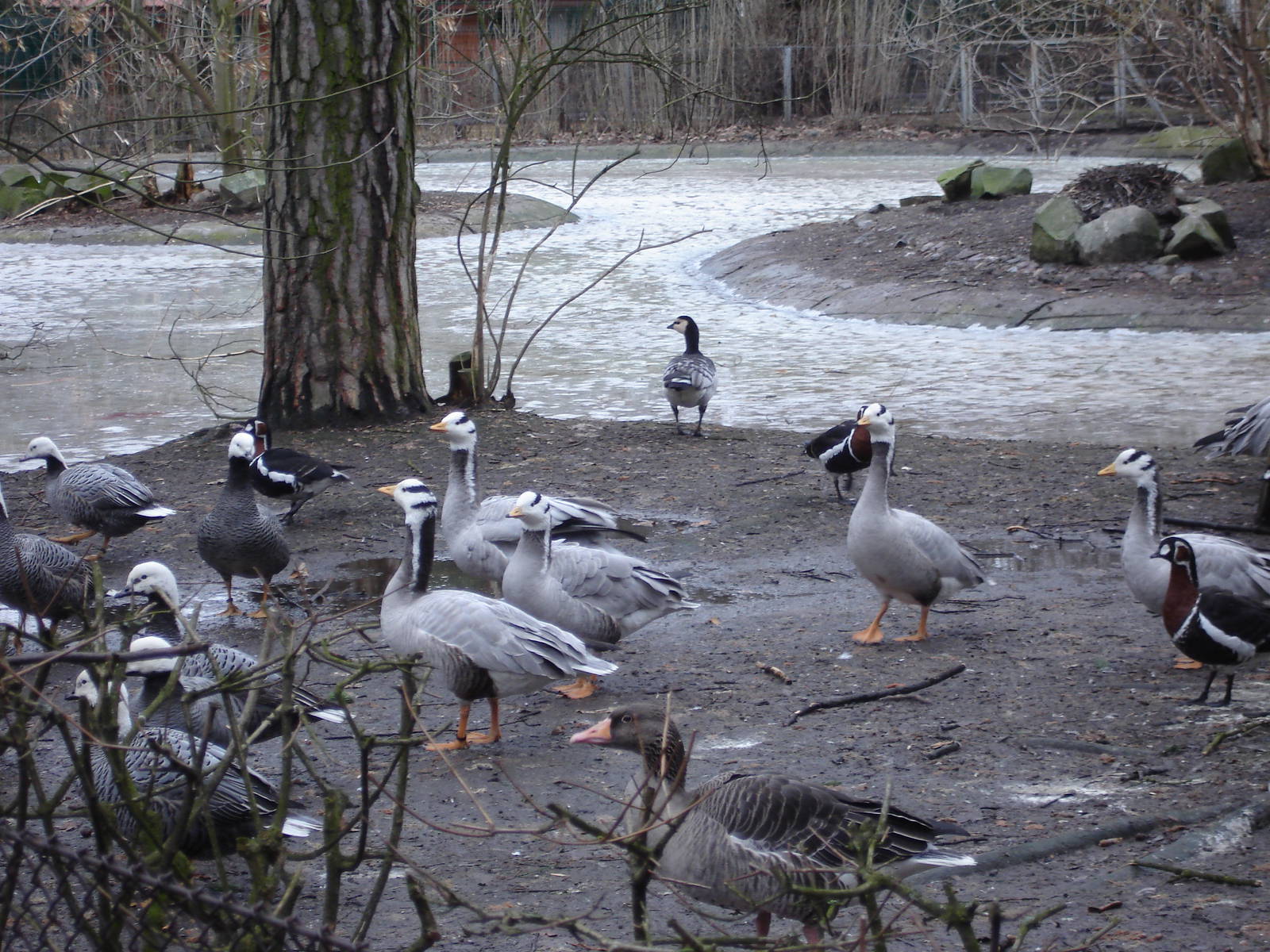 Bar-headed, Red-breasted, Emperor geese, Graylag and Barnacle goose