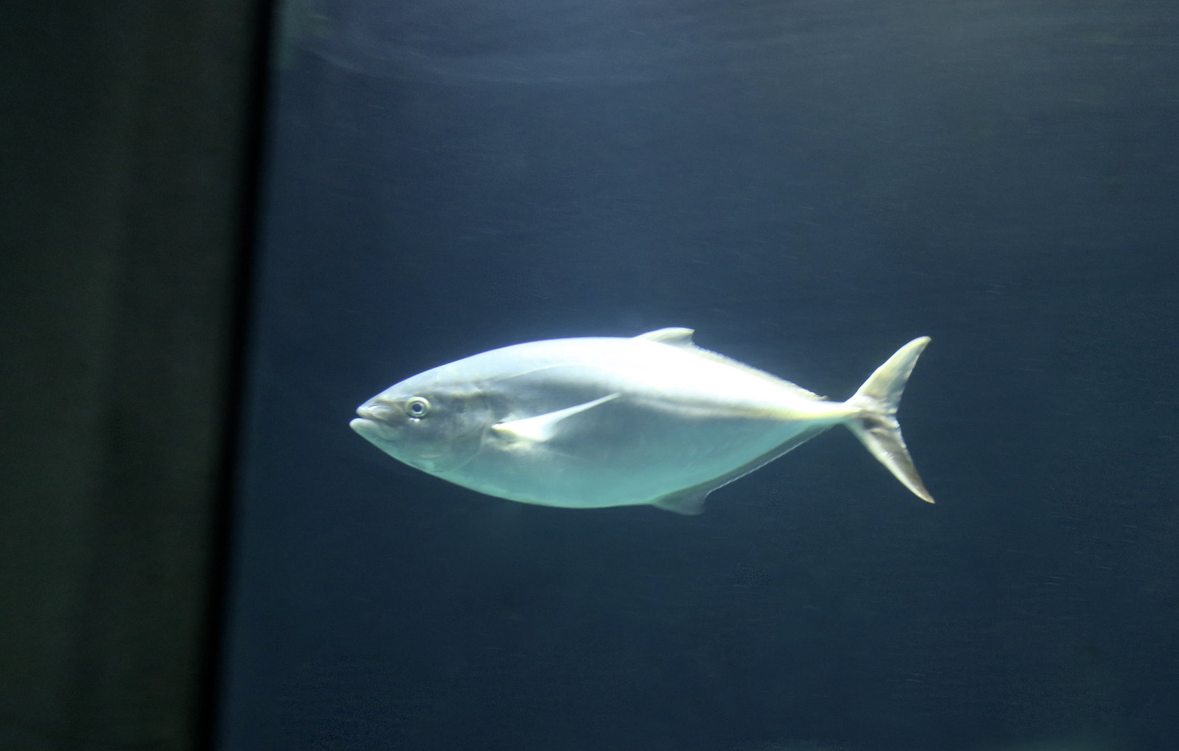 Bar Jack (Caranx ruber)