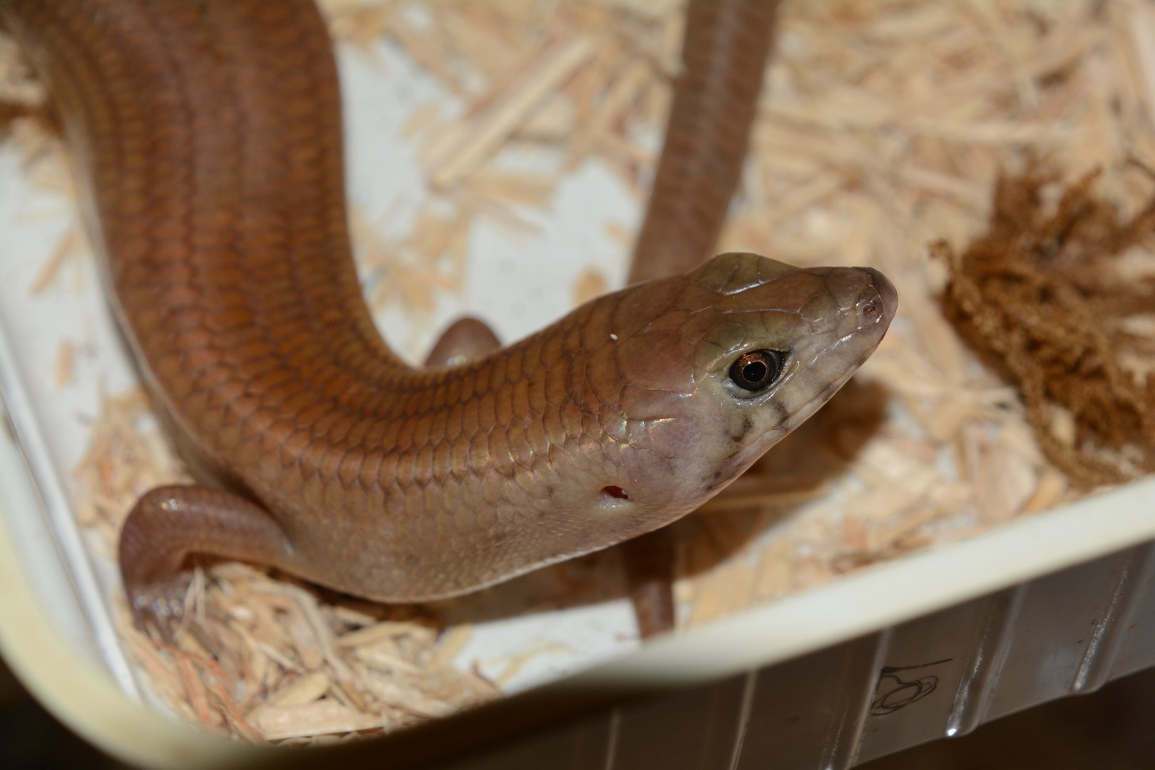 Bar-lipped sheen-skink (Eugongylus rufescens)