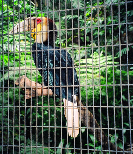 Bar-pouched Wreathed Hornbill, Jurong BIrdPark