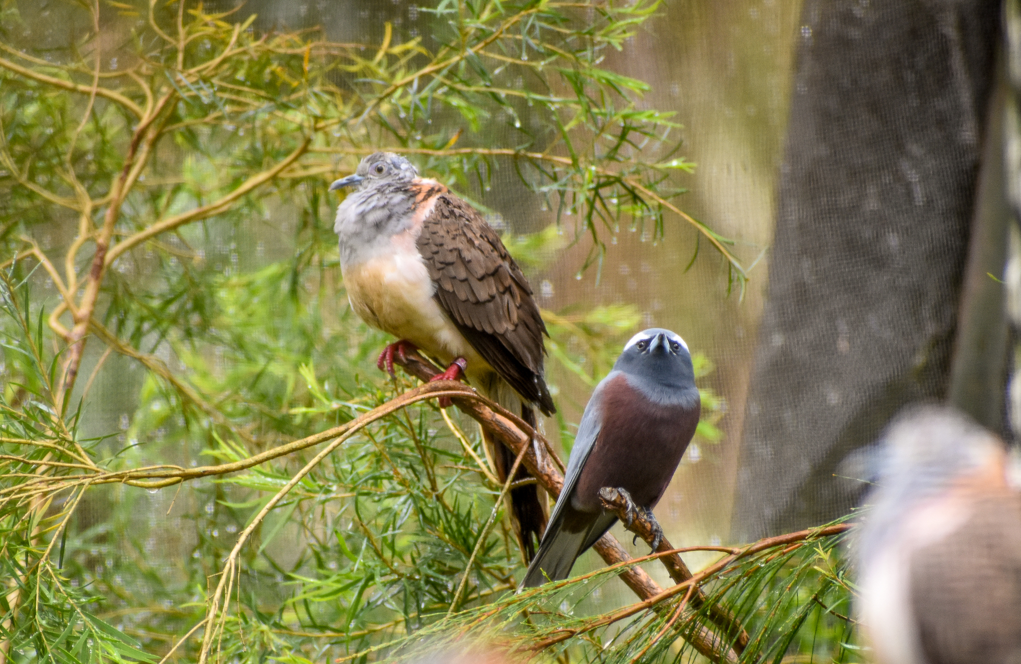 Bar-shouldered Dove and White-browed Woodswallow