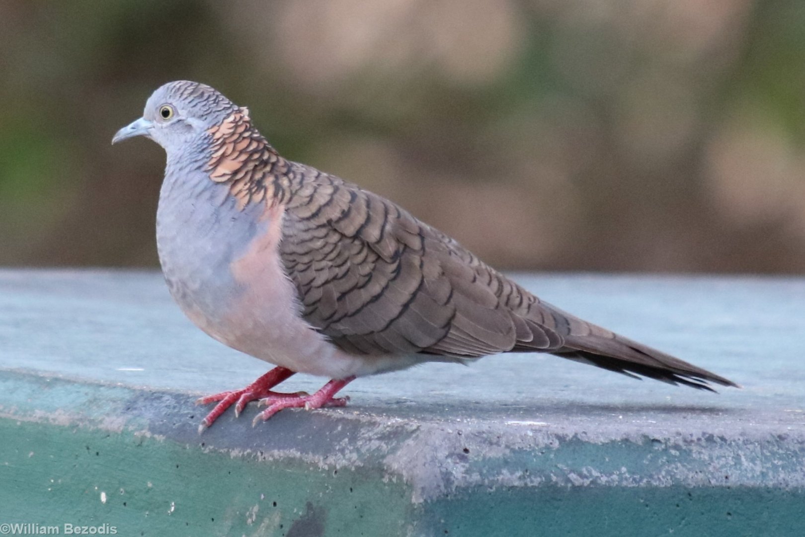 Bar-shouldered Dove at East Point, Darwin