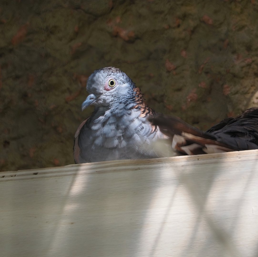 Bar-shouldered dove (Geopelia humeralis),  2024-06-08