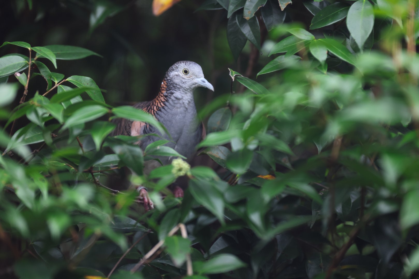 Bar-shouldered Dove (Geopelia humeralis) - Winged Sanctuary