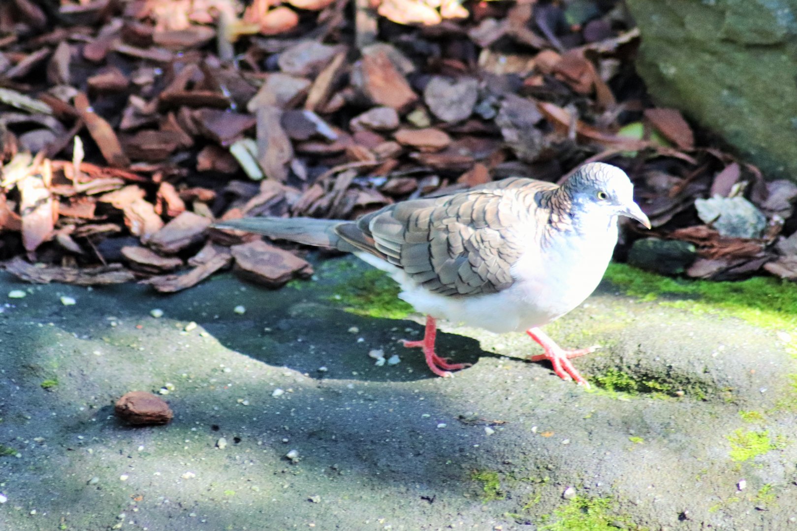 Bar-shouldered Dove (Geopelia humeralis)