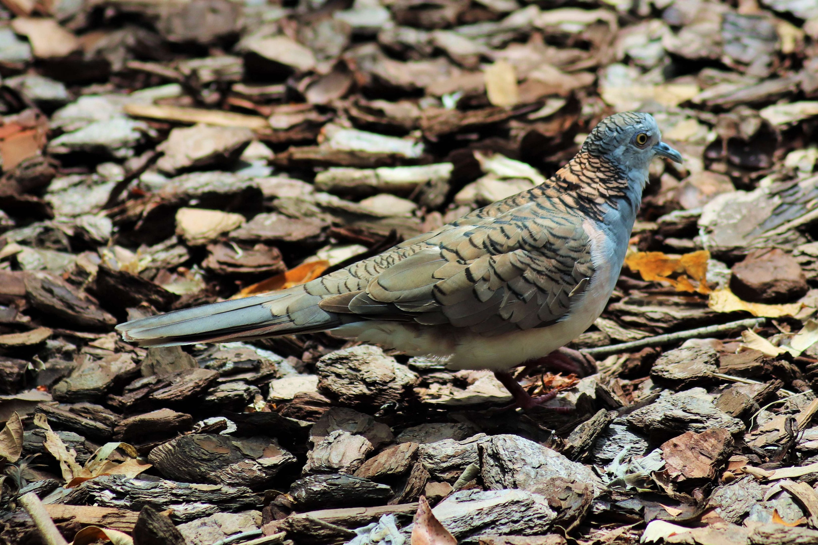 Bar-shouldered Dove (Geopelia humeralis)