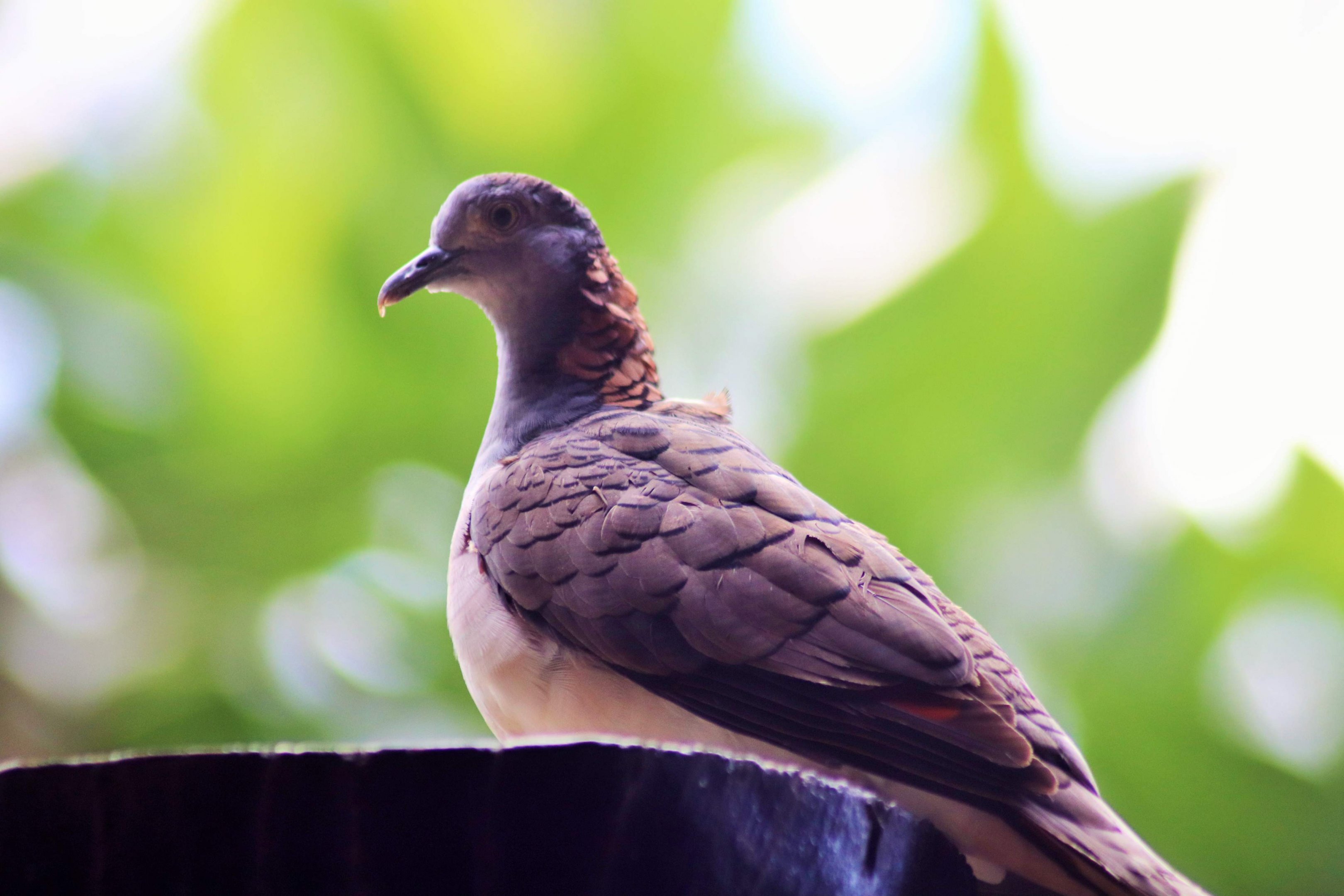 Bar-shouldered Dove (Geopelia humeralis)