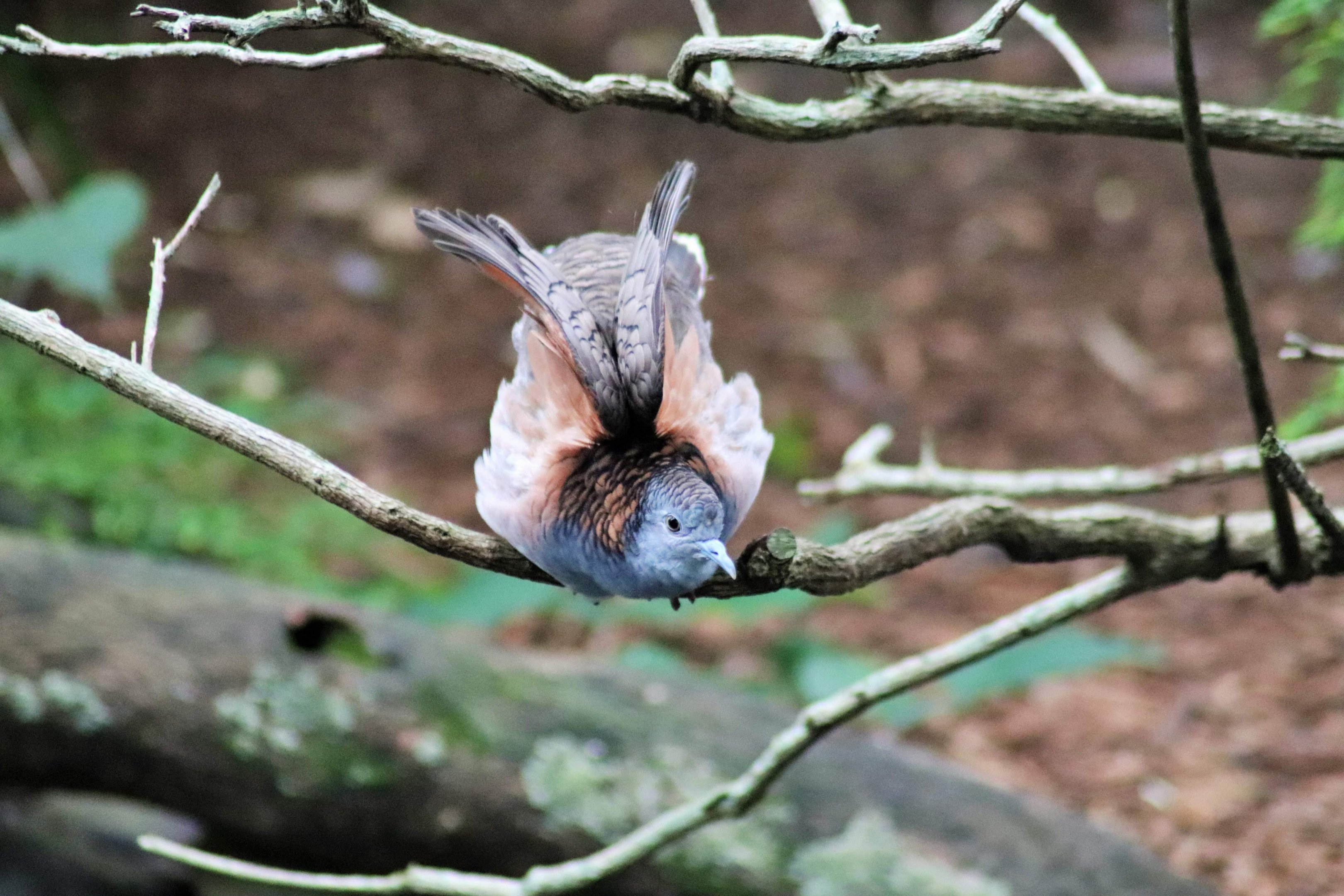 Bar-shouldered Dove (Geopelia humeralis)