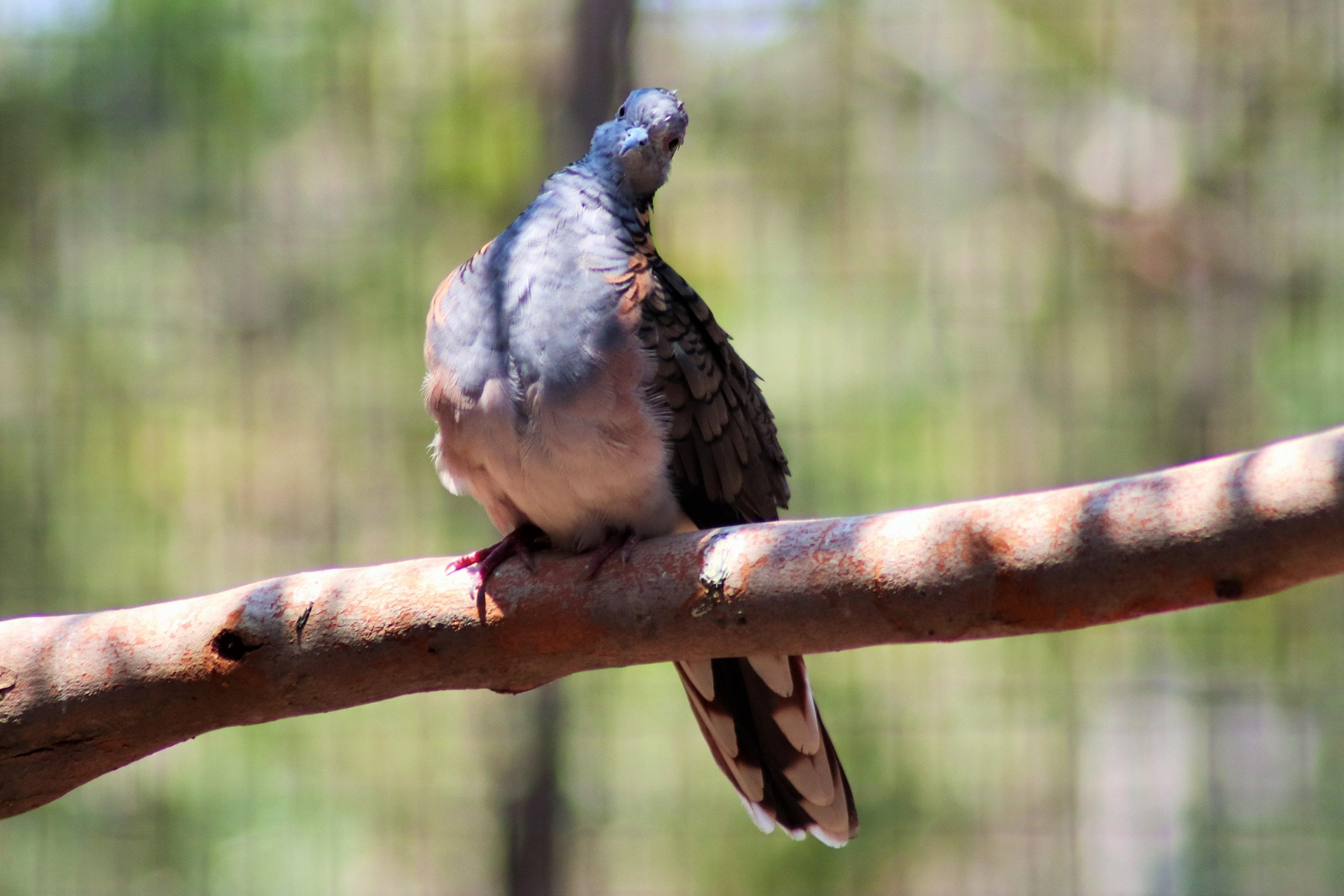 Bar-shouldered Dove (Geopelia humeralis)