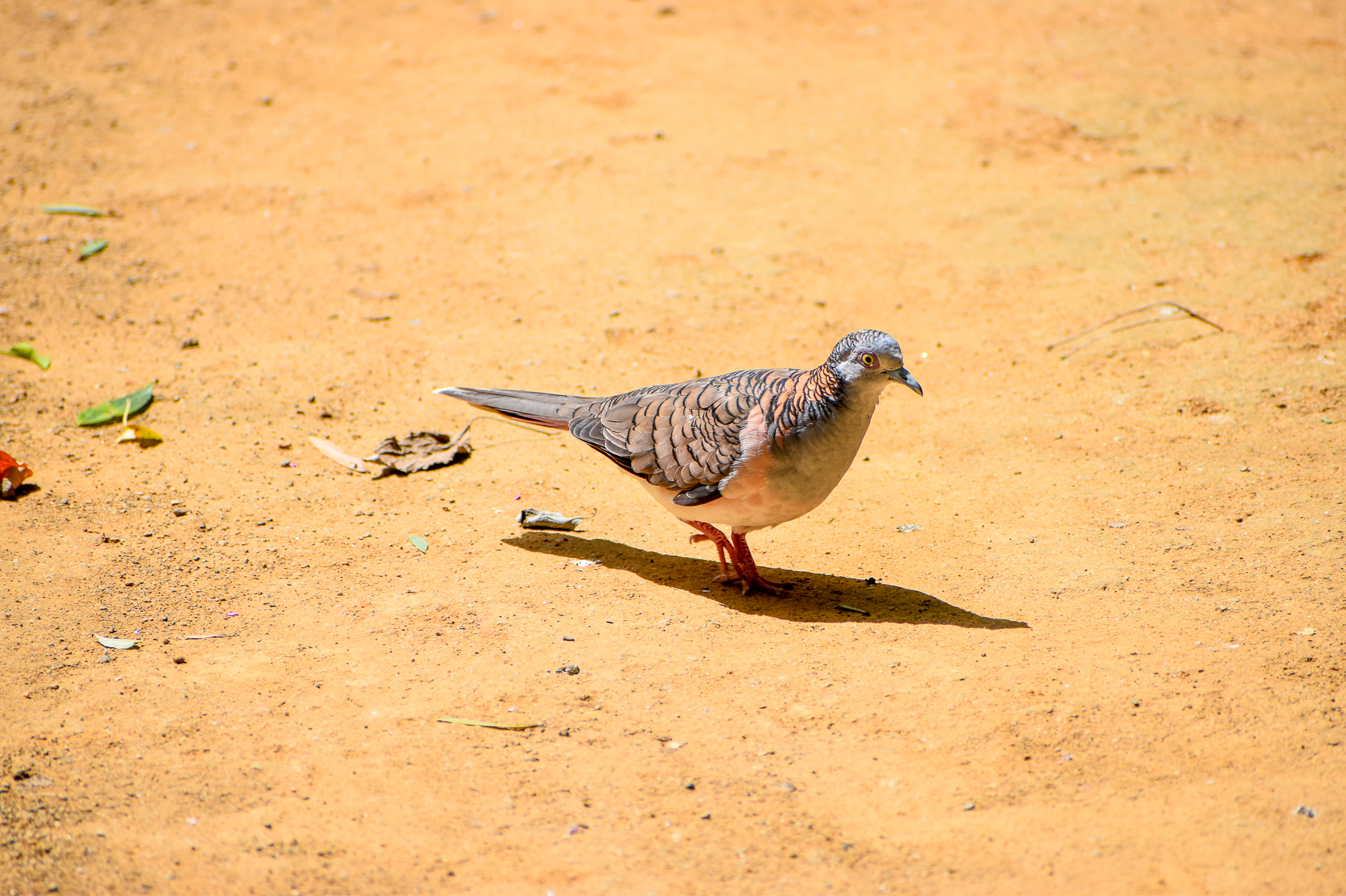 Bar-shouldered Dove (Geopelia humeralis)