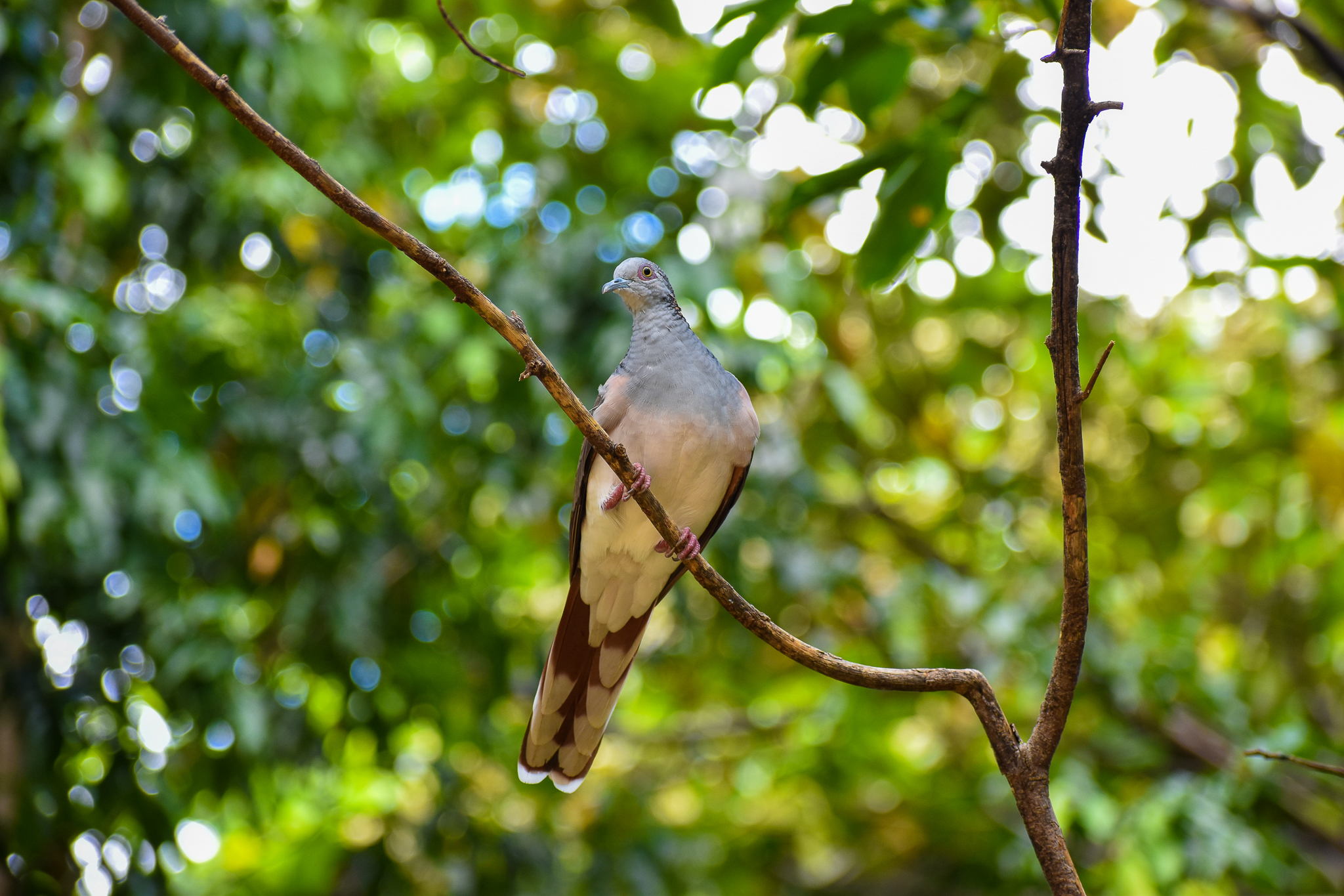 Bar-shouldered Dove (Geopelia humeralis)