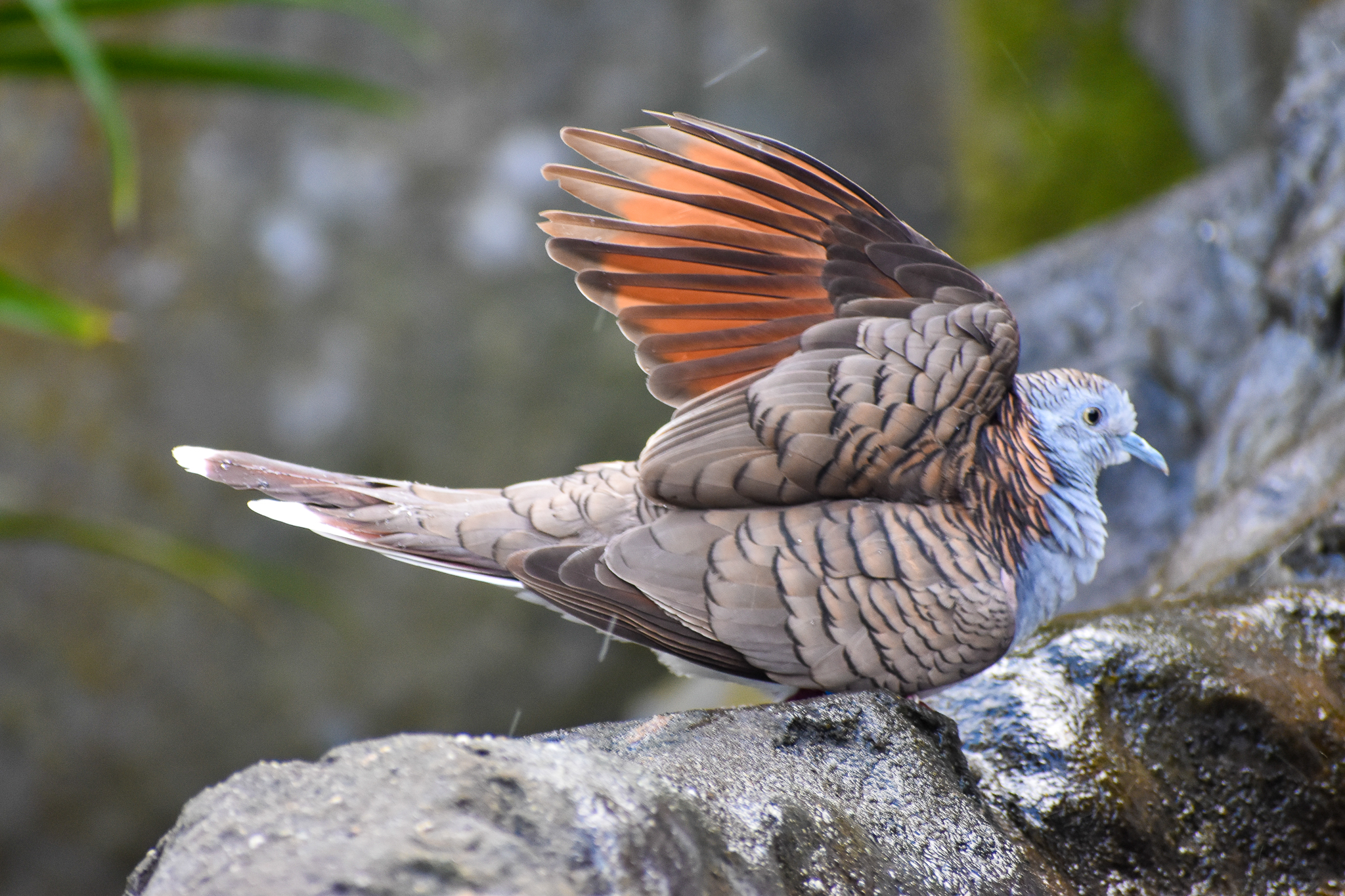 Bar-shouldered Dove (Geopelia humeralis)